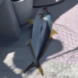 画像 立て釣り修行にと( ￣ー￣)ﾉ の記事より 16つ目