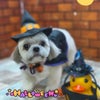 トリミング♡モカちゃんの画像