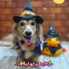 トリミング♡こむぎちゃんの画像