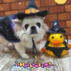 トリミング♡はなちゃんの画像