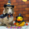 トリミング♡キキくんの画像