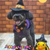 トリミング♡さくらちゃんの画像