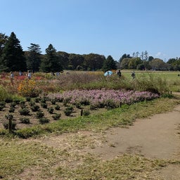 画像 昭和記念公園にコスモスを見に行きましたが の記事より 4つ目