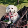 昭和記念公園にコスモスを見に行きましたがの画像