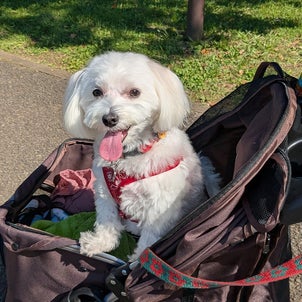 昭和記念公園にコスモスを見に行きましたがの画像