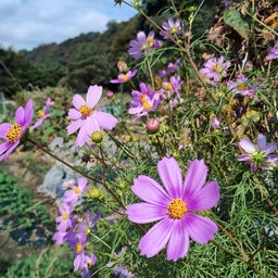 画像 相模原吟行✳相模原自然の村・清流の里 の記事より 8つ目