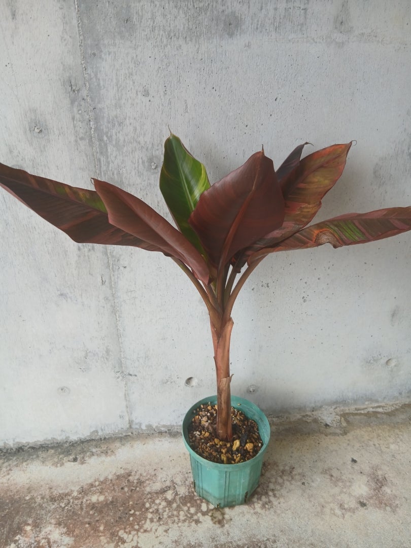 Musa 'Nono Pink Variegated' | ナツの迷宮バナナ庭園Ⅱ