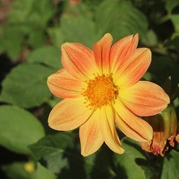 画像 花の画集：菊川市中央公園の花壇の花々鮮やかに・菊川市街の花 の記事より 13つ目