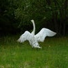 雀の恩返し？～大堤（北上）～の画像