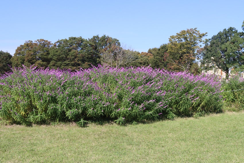 アメジストセージのお花との記事画像