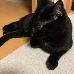 画像 モモとキキは食欲の秋と眠気の秋？！ の記事より 10つ目
