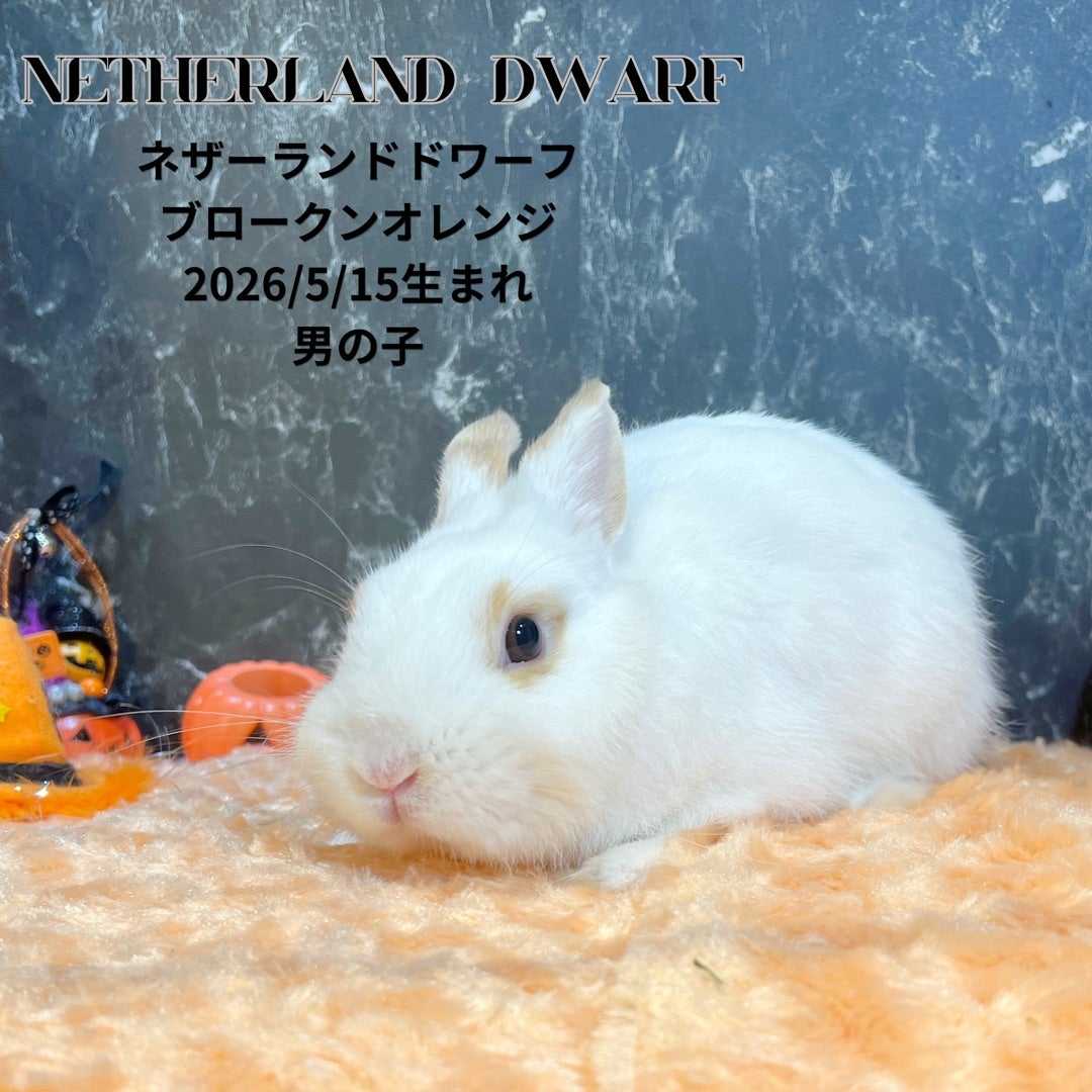 バラエティ豊かなウサギたちをご覧ください^_^ | 札幌のうさぎ専門店