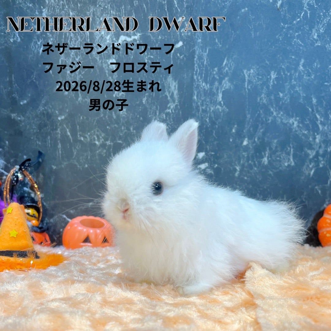 バラエティ豊かなウサギたちをご覧ください^_^ | 札幌のうさぎ専門店
