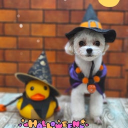 画像 トリミング♡ラテちゃん の記事より 1つ目