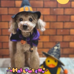 画像 トリミング♡もみじくん の記事より 1つ目