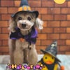 トリミング♡もみじくんの画像