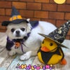 トリミング♡りとくんの画像