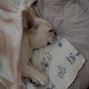 あかん、しんどい…の画像