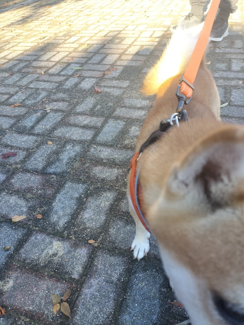 朝散歩の記事画像