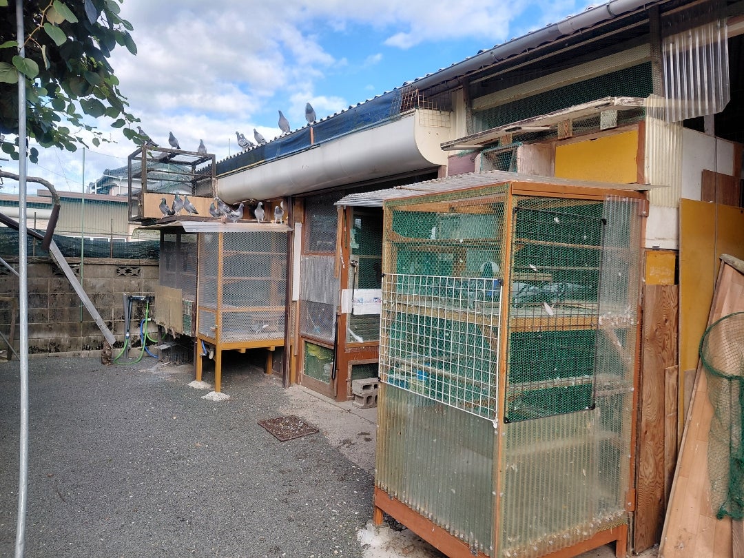 鳩任せの舎外です！す皿を滅菌して保存！あんぎゃ！適当な発言の野党！ほにゃら！の記事画像