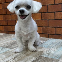 画像 トリミング♡こはるちゃん、めいちゃん の記事より 4つ目