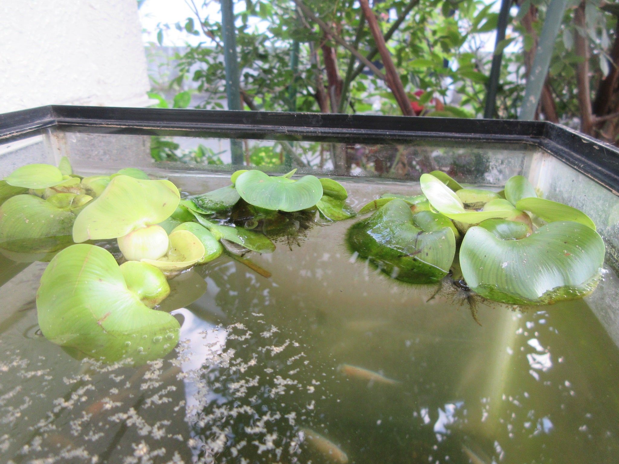 めだかの水槽の布袋草の記事画像