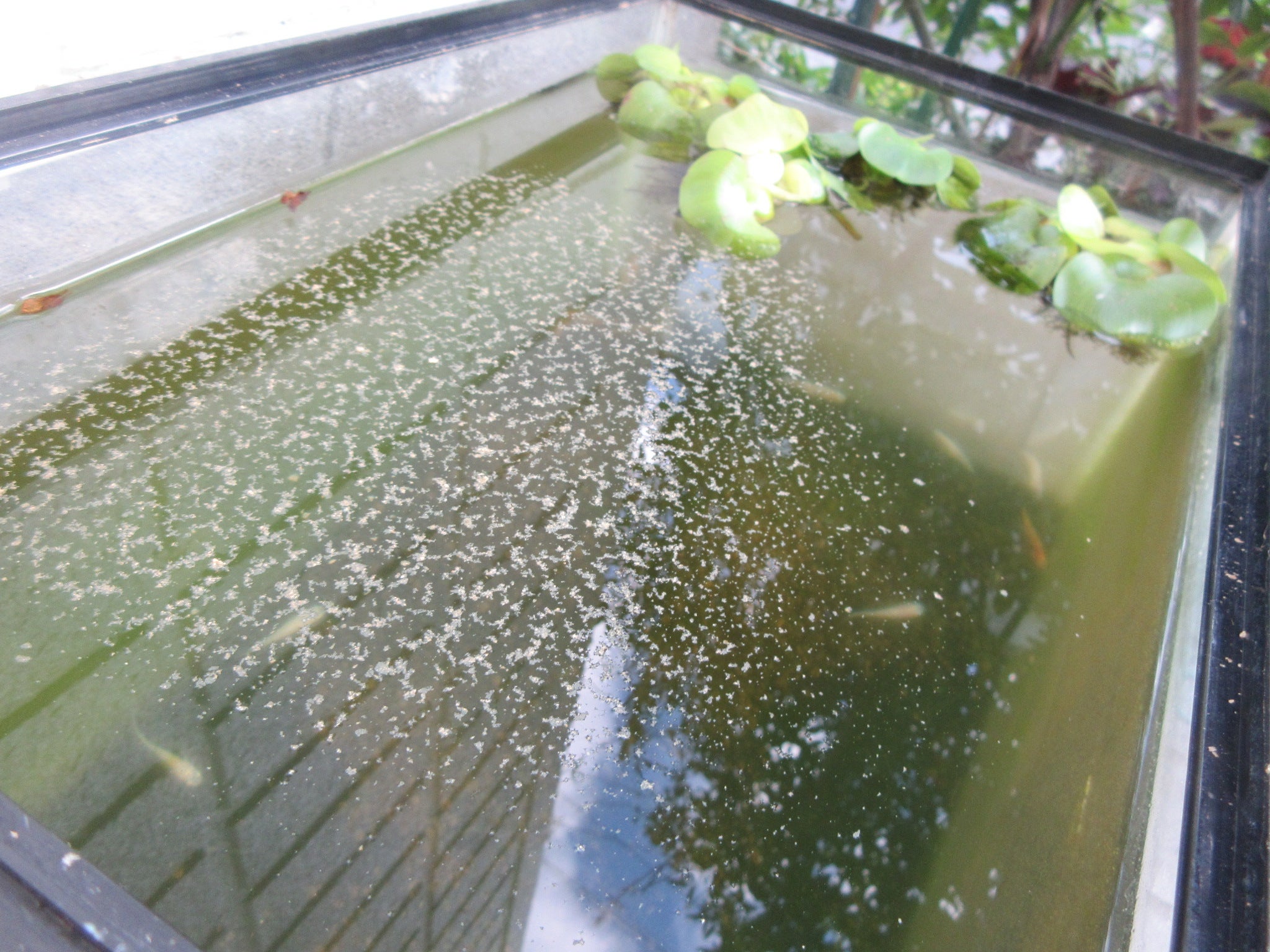 めだかの水槽の布袋草の記事画像