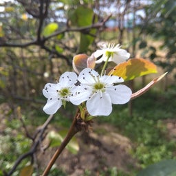 画像 梨の花 の記事より