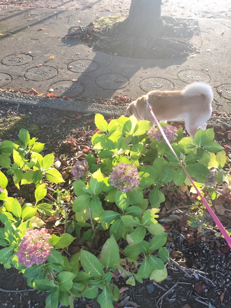 紫陽花の記事画像