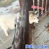 富良野プチドライブ！動けないオレンジあんよハスキー(^◇^;)の画像