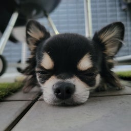 画像 再 の記事より