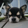 再の画像