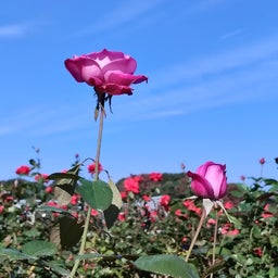 画像 神代植物公園の秋バラ の記事より 14つ目