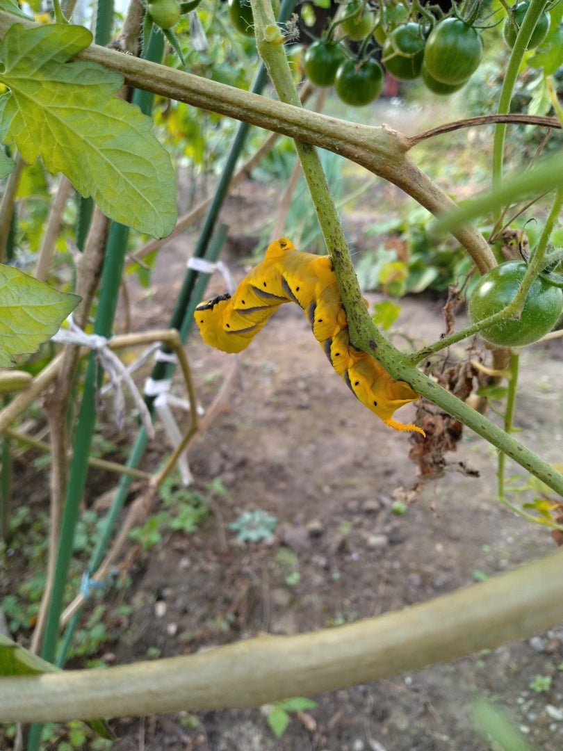 お天気が続き野菜が復活！秩父市の路地裏通りは昭和だったの記事画像