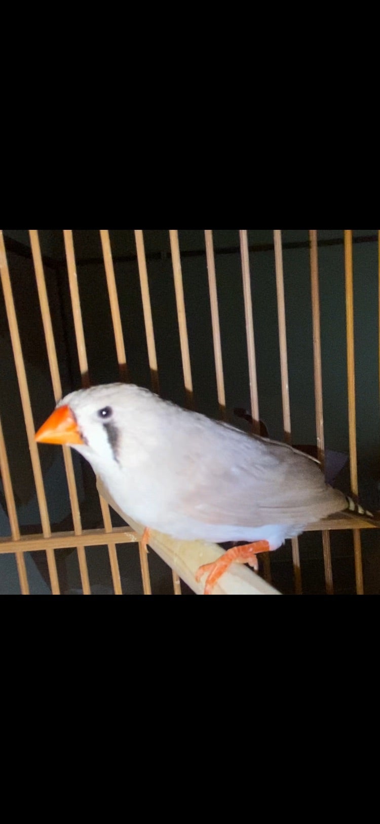 謎キンカチョウの記事画像