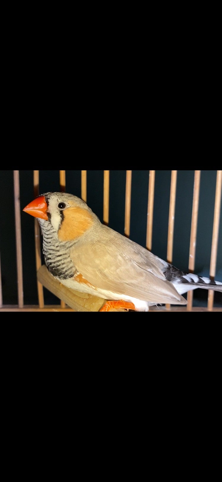 謎キンカチョウの記事画像