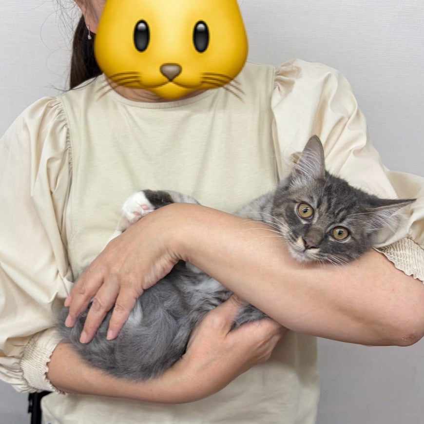 10月のななしのねこさん譲渡会　お礼とご報告の記事画像