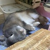 カメムシ異常発生