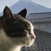 愛猫チョビのせいではないが、カーテンをそろそろ新調しないとなあ。