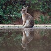 雨宿り中です＾＾（大久野島のうさぎさん）