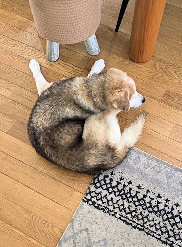 チャイ君突然歩けなくなりましたの記事画像