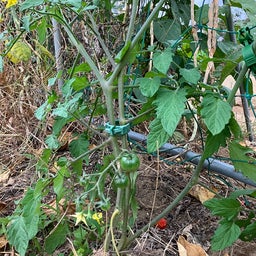 画像 降雨まえの菜園を見回りたい の記事より 3つ目