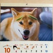 柴犬の眉毛が８時２０分！？可愛すぎて癒やされます