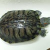 ミドリガメの画像