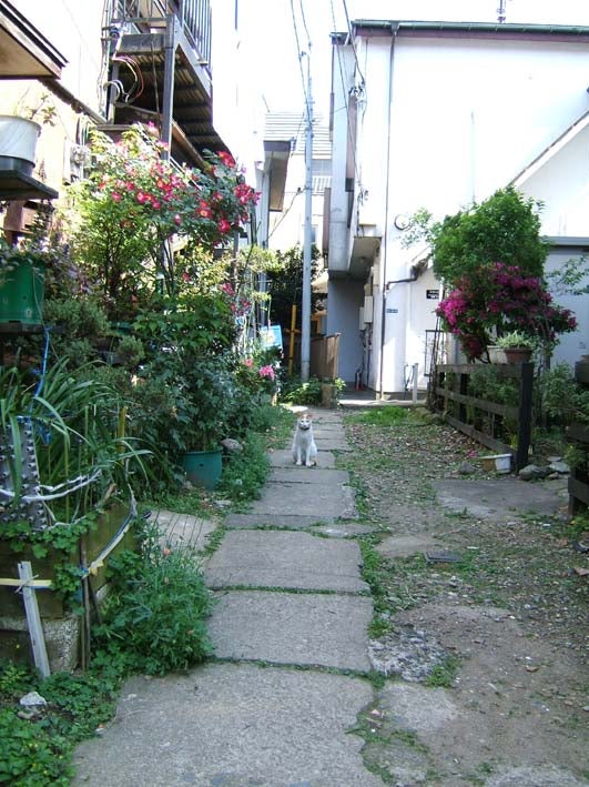 neko1