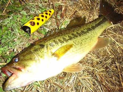 Dacchi Labo