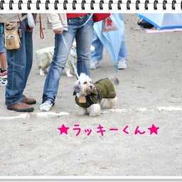 画像 【わんわん運動会！！ｉｎ２００８】part１♪ の記事より 24つ目