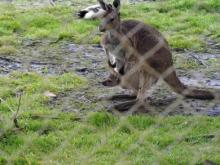 kangaru