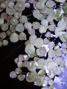 2008083010340000.jpg