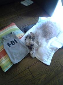fbi